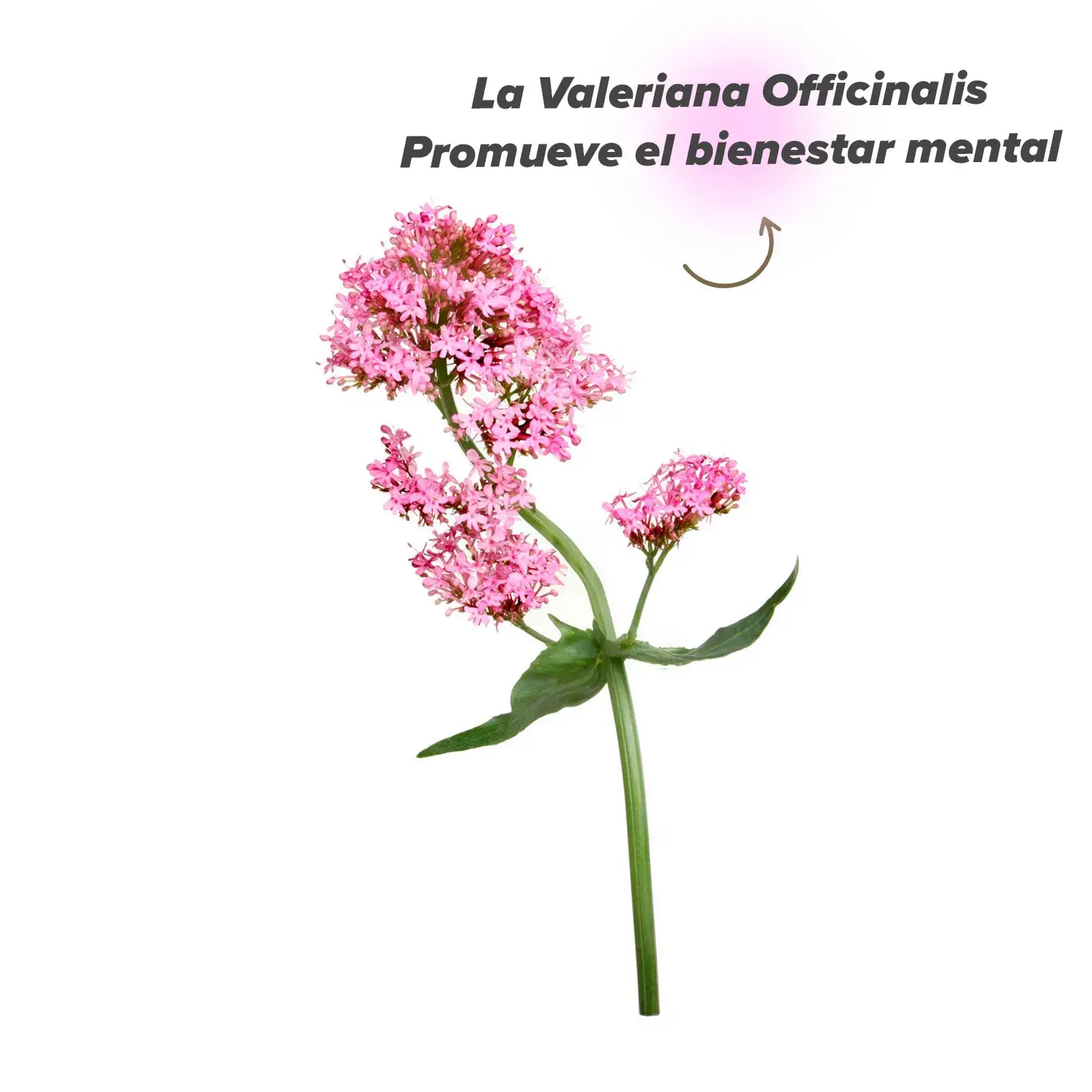 Planta de valeriana