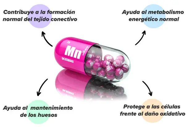Manganeso en el organismo
