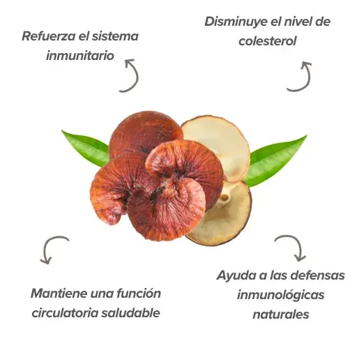 Efectos del reishi