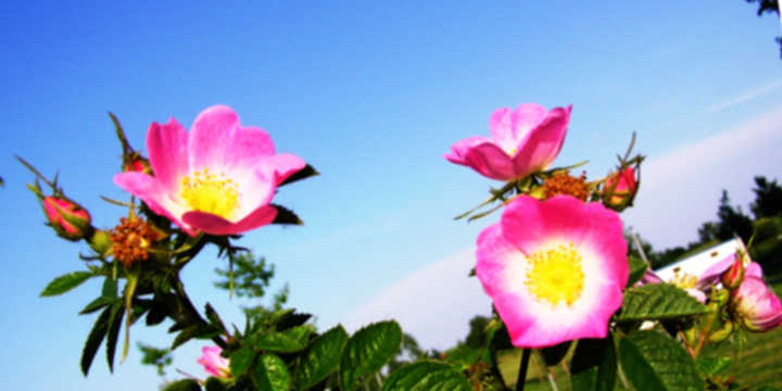 Aceite esencial de Rosa Mosqueta