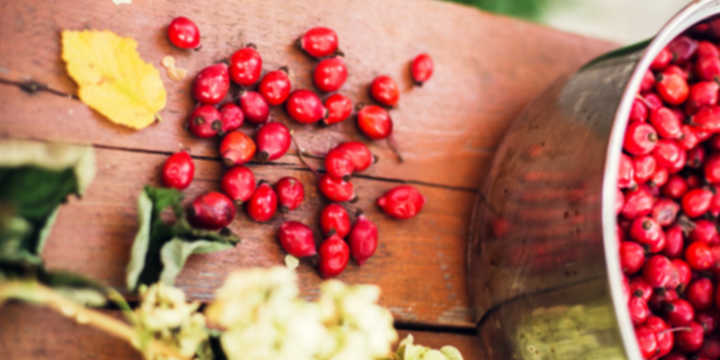 Características de la Rosa Mosqueta