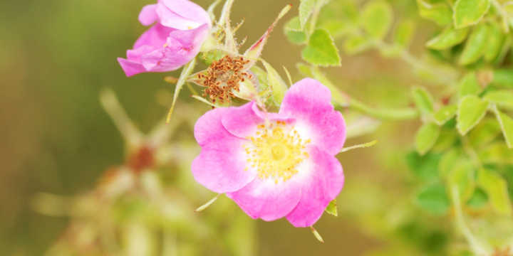 Propiedades de la flor de Rosa Mosqueta