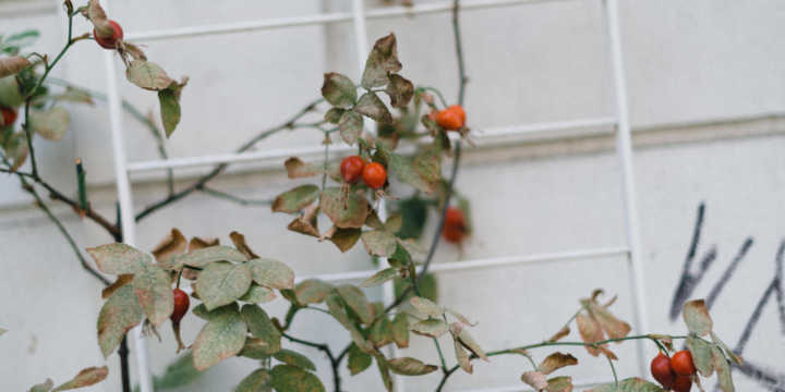 Fruto de la Rosa Mosqueta