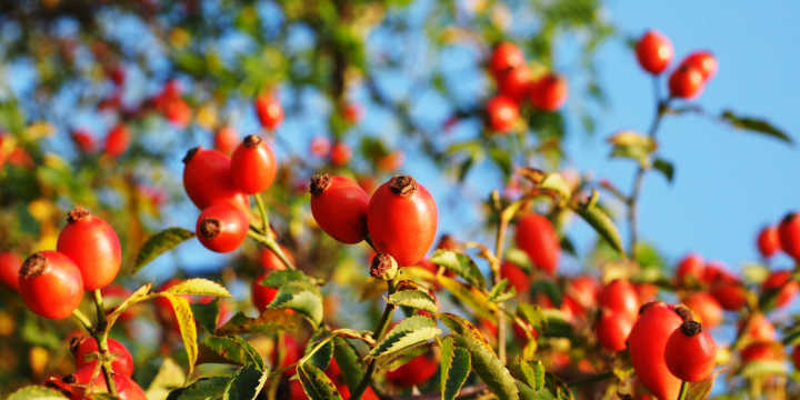 Rosa mosqueta planta