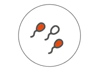Formazione di sperma