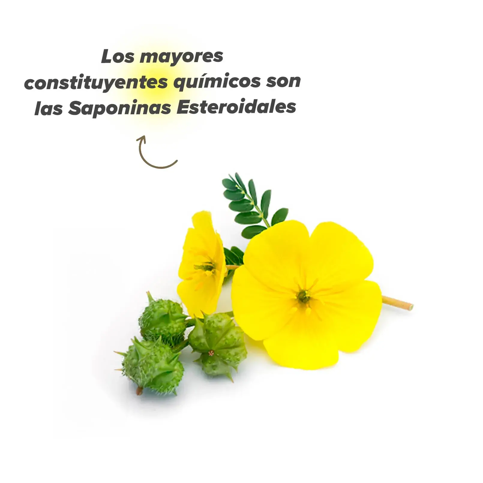 Planta de Tribulus