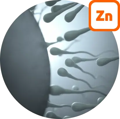 Promote fertility and reproduction by taking Zinc